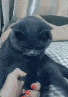 猫听到刮梳子的声音为什么会吐?