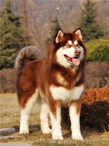 阿拉斯加雪橇犬价格阿拉斯加犬多少钱