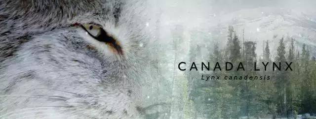 加拿大 猞猁 (canada lynx)