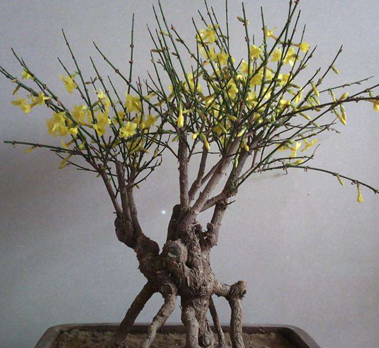 迎春花盆景修剪,剪出漫天黄花,造型更优美,秒杀草本花