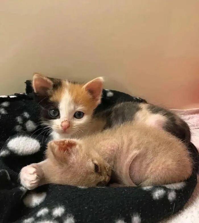 原创一出生差点被安乐死的小秃猫被收养后美哭了