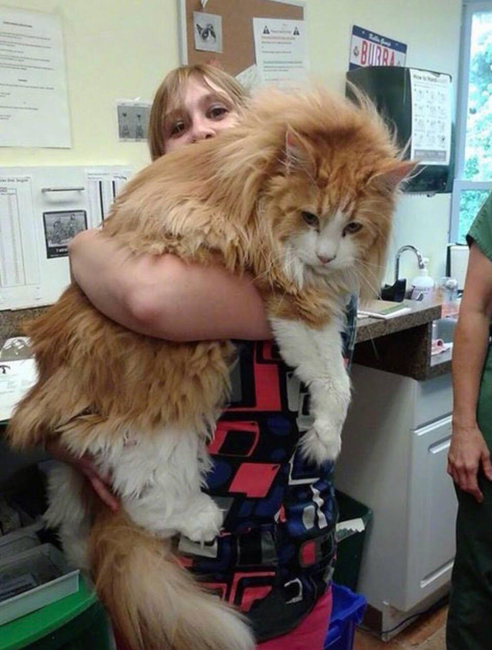 世界上最大的猫,你见过吗?