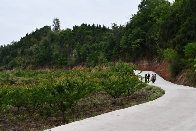 德阳中江县:修好致富产业道,乡村振兴路更宽