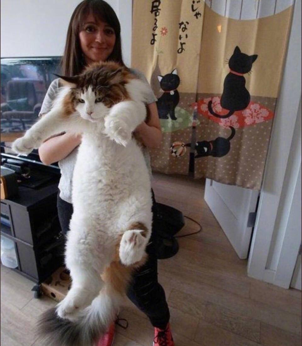 世界上最大的猫你见过吗