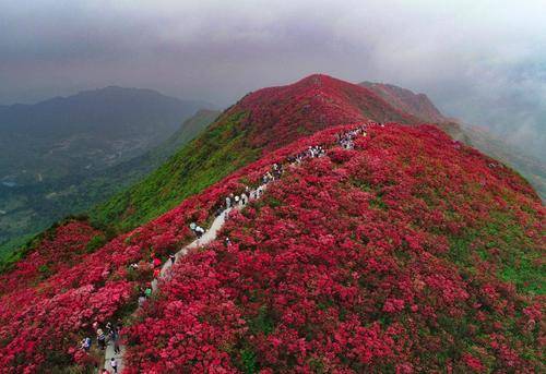 所以又被叫做映山红,大诗人李白在《净兴寺杜鹃花》中写道:"一园红艳