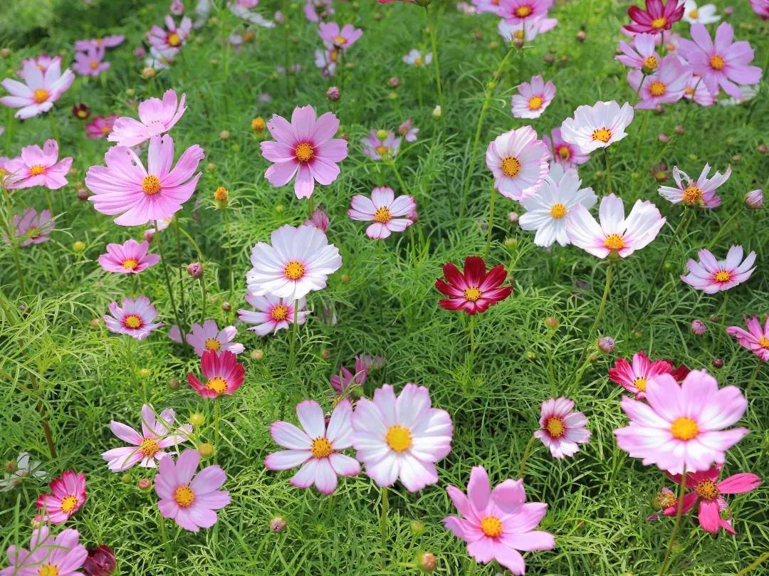 这一季种植的是波斯菊,花期持续到5月中旬,五一期间为盛花期.