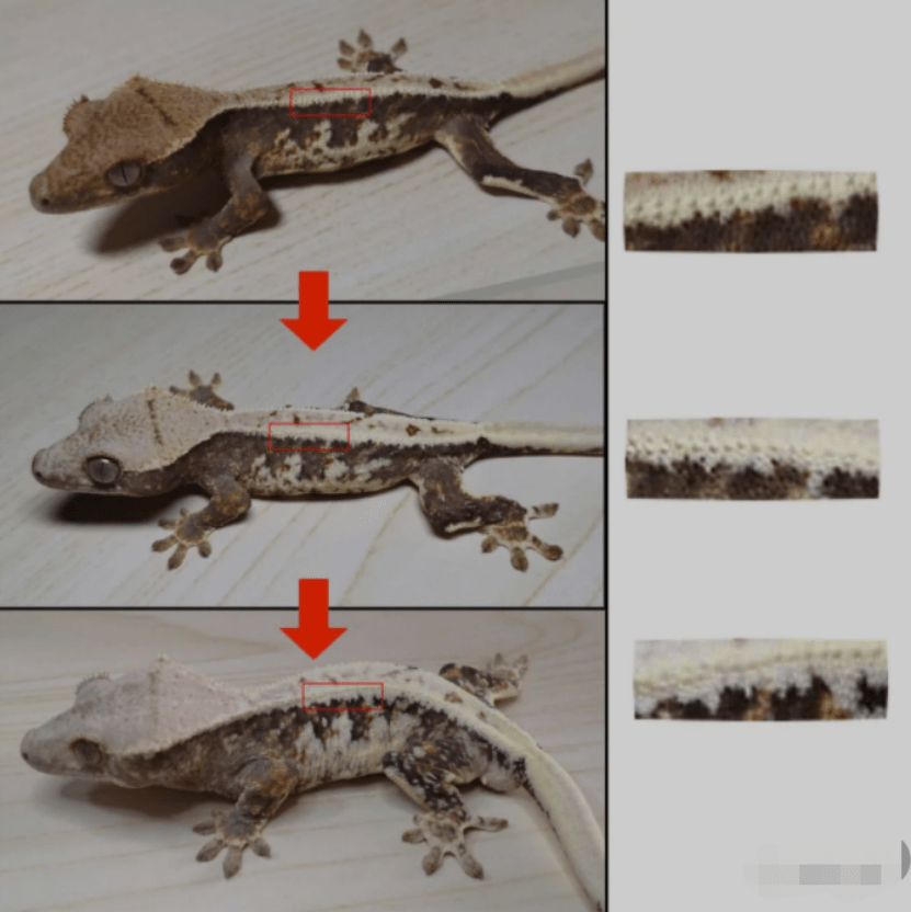 睫角守宫莉莉白基因到底是怎样的存在