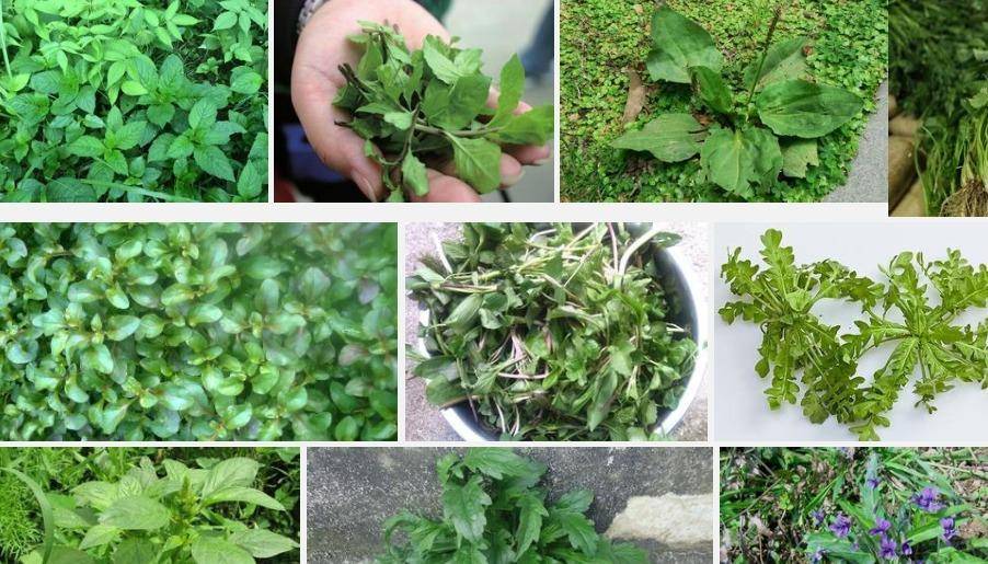 原创看似不起眼的野菜,对女性身体却极好,尤其是秋天!