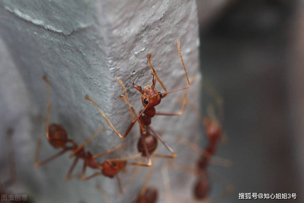 网友:前阵子我爸说南方这个蚂蚁咬人致死好多次了,让我带娃玩的时候