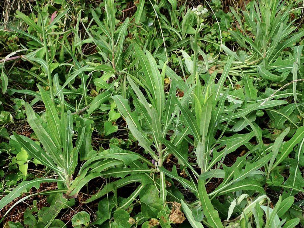 如苦苣菜,取麻菜,荬菜,野苦菜,野苦荬,苦葛麻,苦荬菜,但被人们叫的最