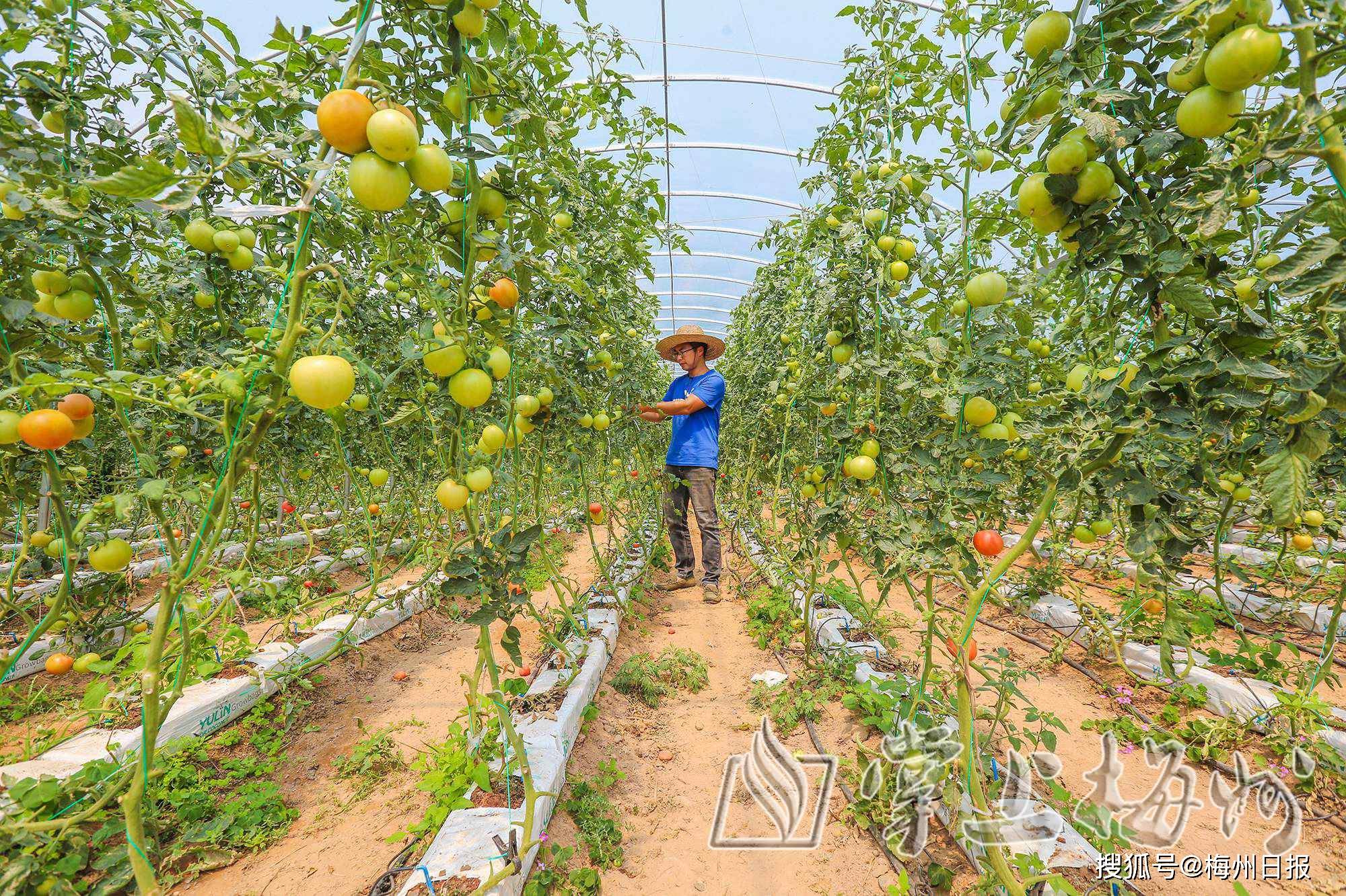 丙村镇东溪村蔬菜种植基地