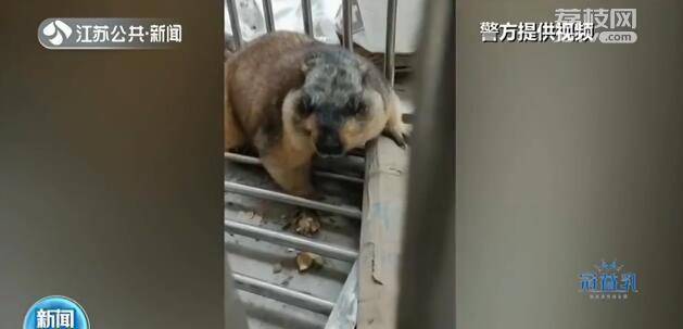 地下室来了只小可爱有点像狗猫尾巴兔子头专家离它远点