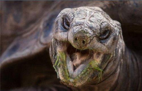 原创世界上最长寿的乌龟熬走三代饲养员说出年龄很多人难以置信