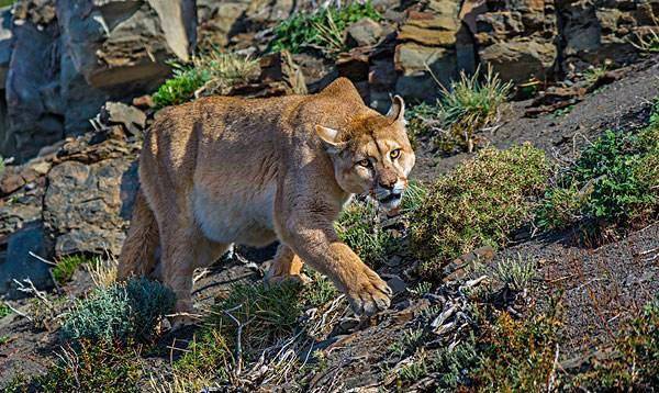 世界上最濒危的动物,佛罗里达美洲狮上榜,如今已即将灭绝!