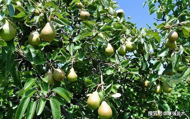 掌握这5点技巧,梨子种植很简单,种出来的果实又大又甜