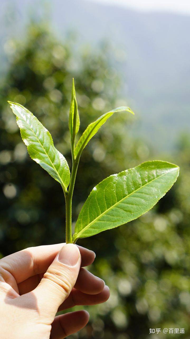 云南十九怪同一片茶树叶子竟然能同时做成普洱茶红茶和白茶