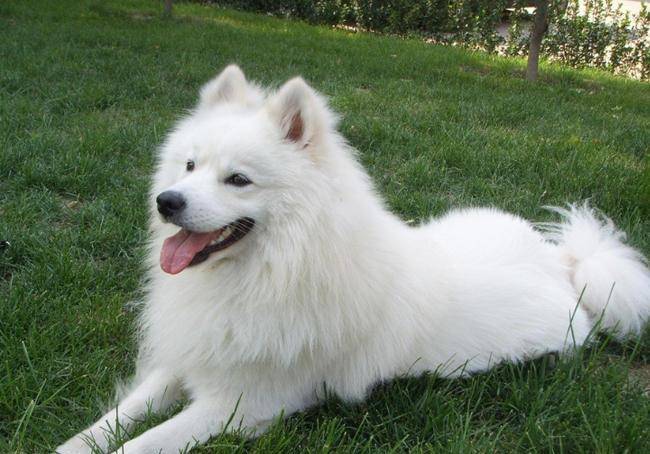 提到萨摩耶犬(samoyed),大家都知道它是有名的"微笑天使",高贵优雅