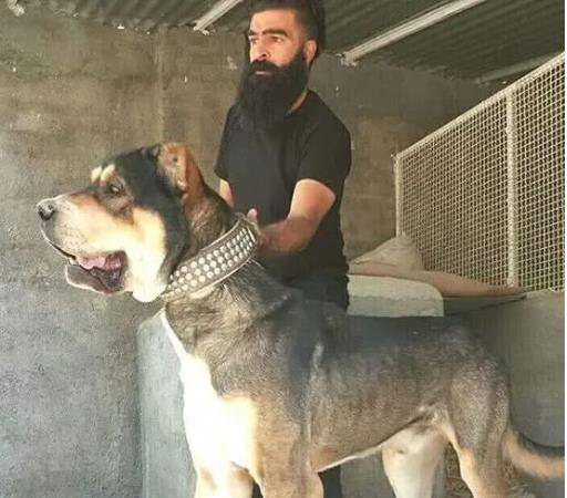 猛犬界的"四尊大神",草原狼的克星,由它保护,堪比铜墙