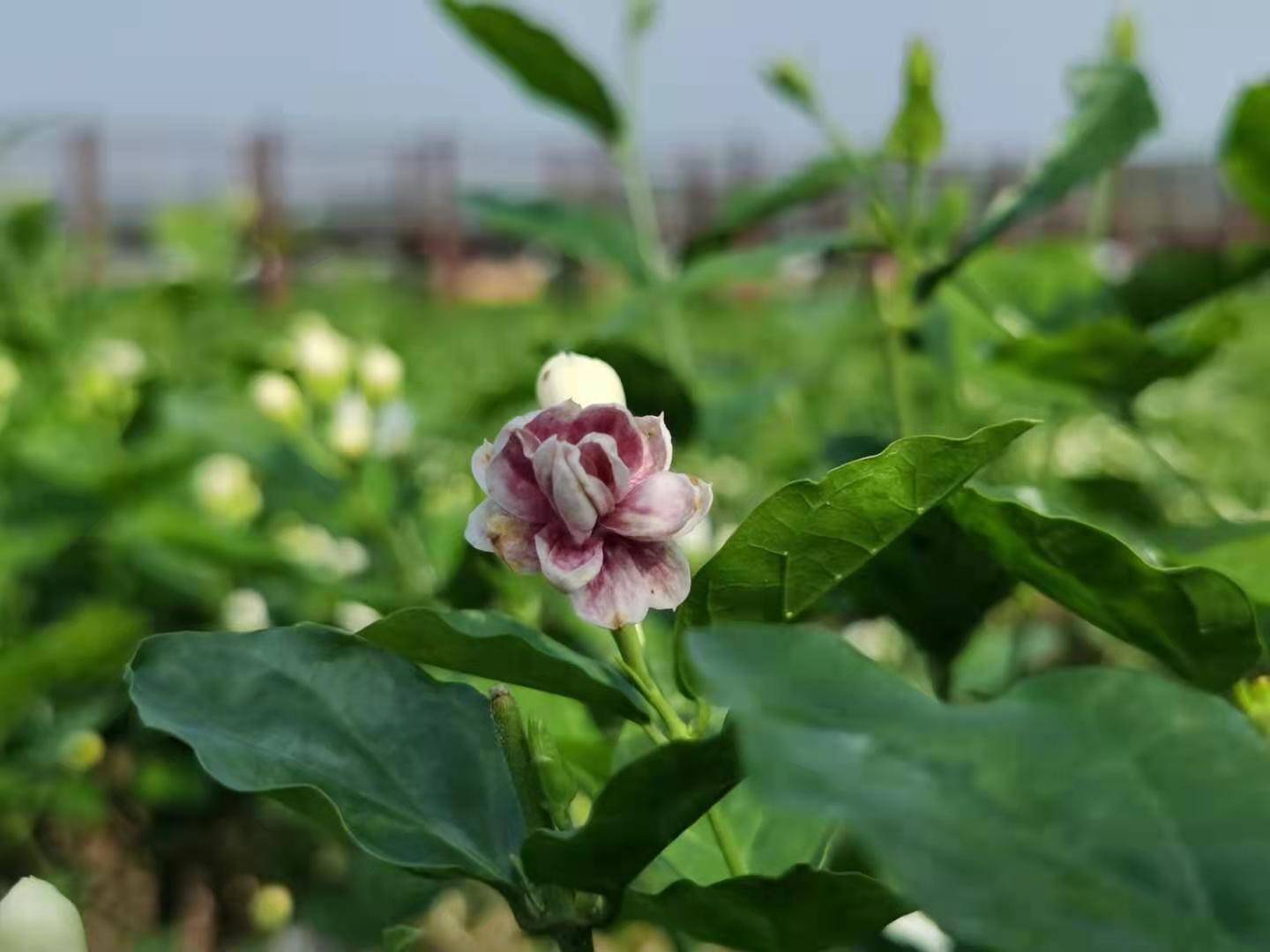 中华茉莉园首届茉莉花开采节_横县