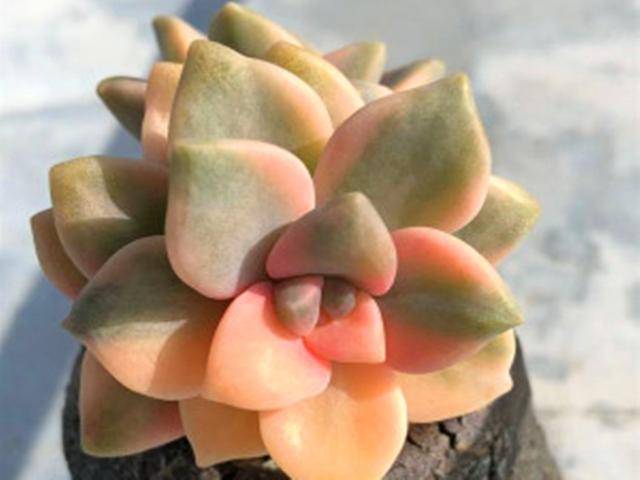 多肉美杏锦好度夏吗?掌握这些养护原则,美杏锦夏天也可明媚动人
