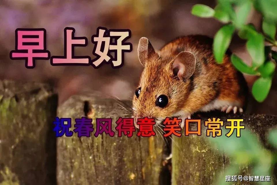原创2021最新版早上好漂亮幸福动画图片祝福语,清晨好早安问候暖心