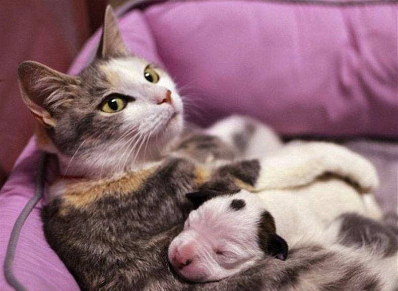 原创猫咪做了妈妈后,竟然把宝宝生在了外面,抱回来的却是一只狗狗
