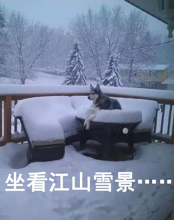 原创狗雪表情包:卧槽下雪了!喂,求求你们北方佬别这个表情好吗!