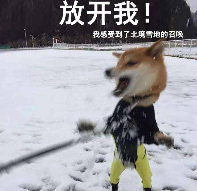 原创狗雪表情包:卧槽下雪了!喂,求求你们北方佬别这个表情好吗!