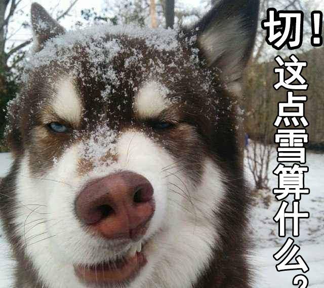 原创狗雪表情包:卧槽下雪了!喂,求求你们北方佬别这个表情好吗!