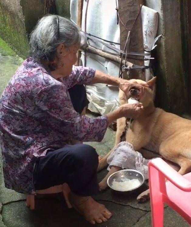 原创老奶奶给大黄狗喂饭跟喂孙子一样