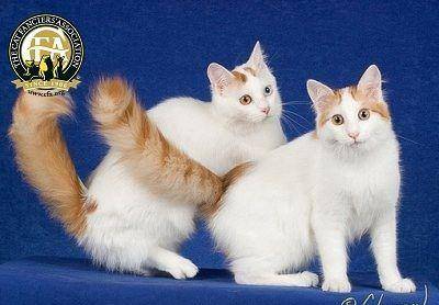 原创国宝级小猫咪,随意贩卖牢底坐穿,身价超级高的土耳其梵猫