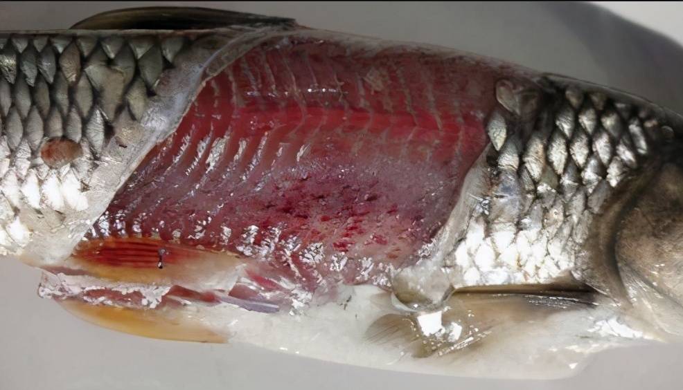 发展期: 时间长短不一,一般为1~2天,病鱼表现充血,出血症状.