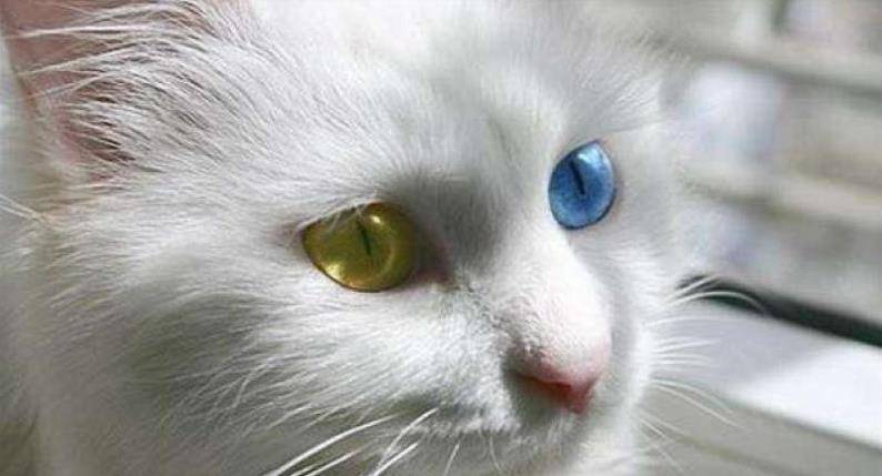 临清狮子猫——中华田园猫中的绝世美颜,一双鸳鸯眼迷倒多少人