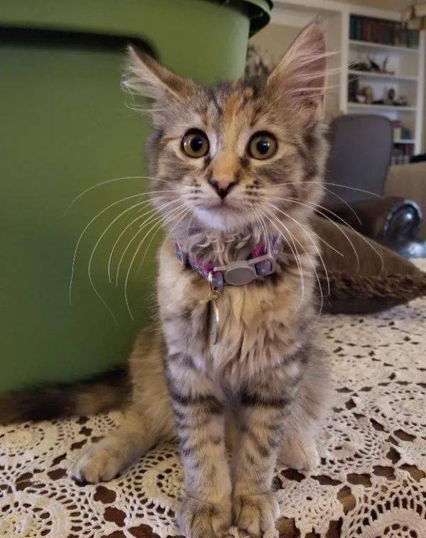 女子收养了一只流浪猫,随后竟逆袭成神仙颜值:真是捡到宝了