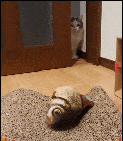 原创猫奴特意买会动的玩具鱼,猫咪看到后竟躲起来,完全不敢上前