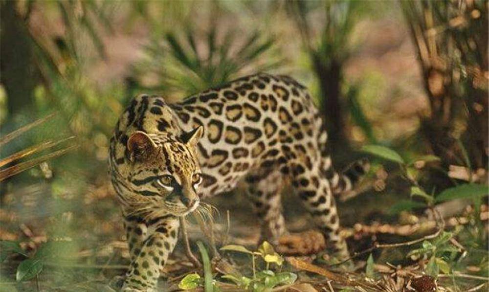 原创亚马孙丛林发现长尾虎猫,大眼睛大长腿,模仿幼崽叫声引猎物上钩