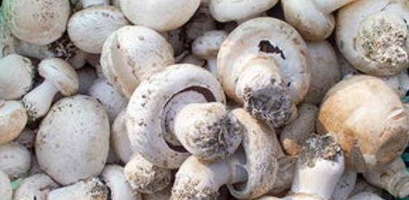 口蘑是生长在蒙古草原上的一种白色伞菌类野生蘑菇
