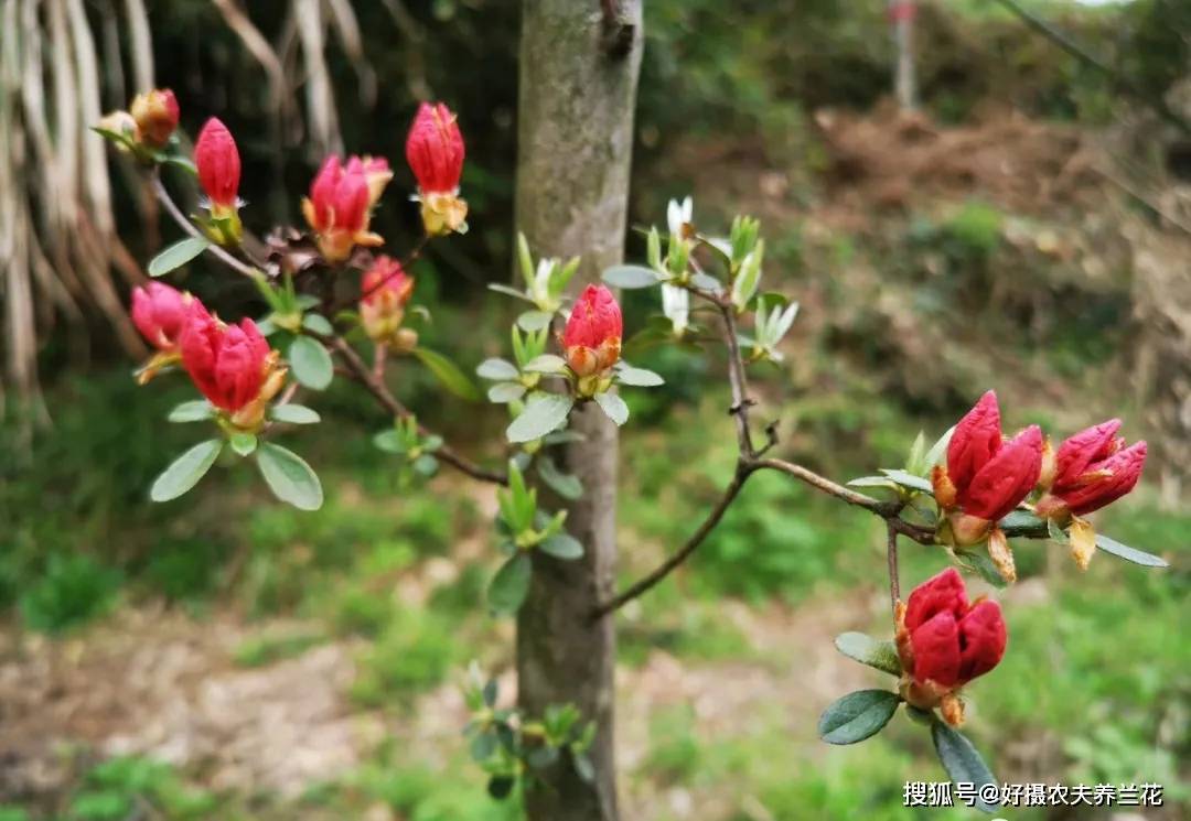 映山红是怎么种植的?掌握这些技巧,40天能生根,90天可成活