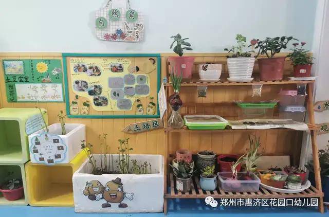 惠济区花园口幼儿园种植区里的秘密在种植活动中提升科学素养