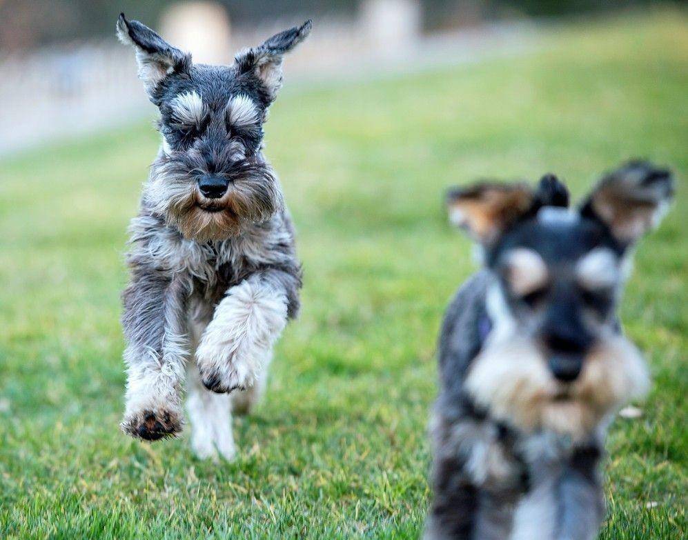 原创1000元以下,可以买到聪明又漂亮的中型犬!