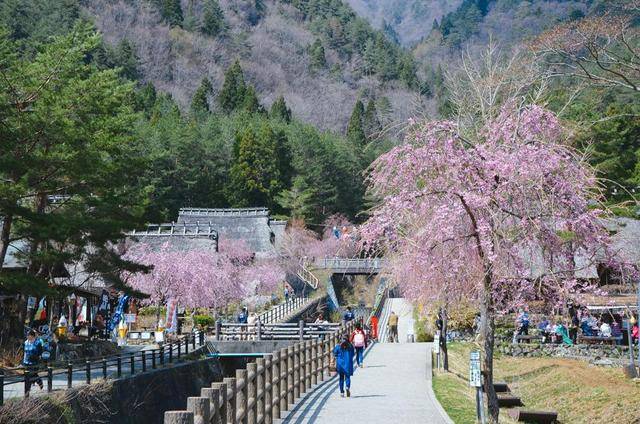 河口湖樱花,来日本一定要看的美丽景象