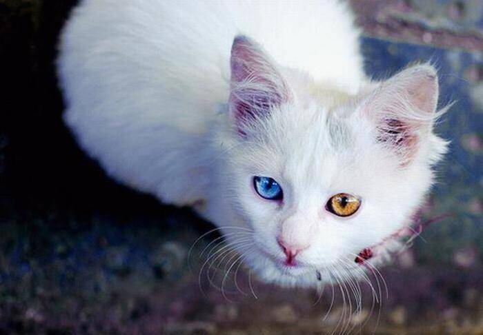 山东狮子猫为白色长毛猫,通体雪白,双目清澈透明,毛长而柔软,头大眼