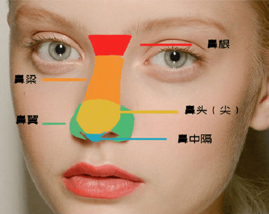 教你掌握鼻子结构画法技巧!