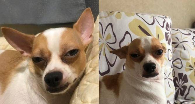 路人被大只吉娃娃吓坏混到比特犬爸爸揭它真实体重