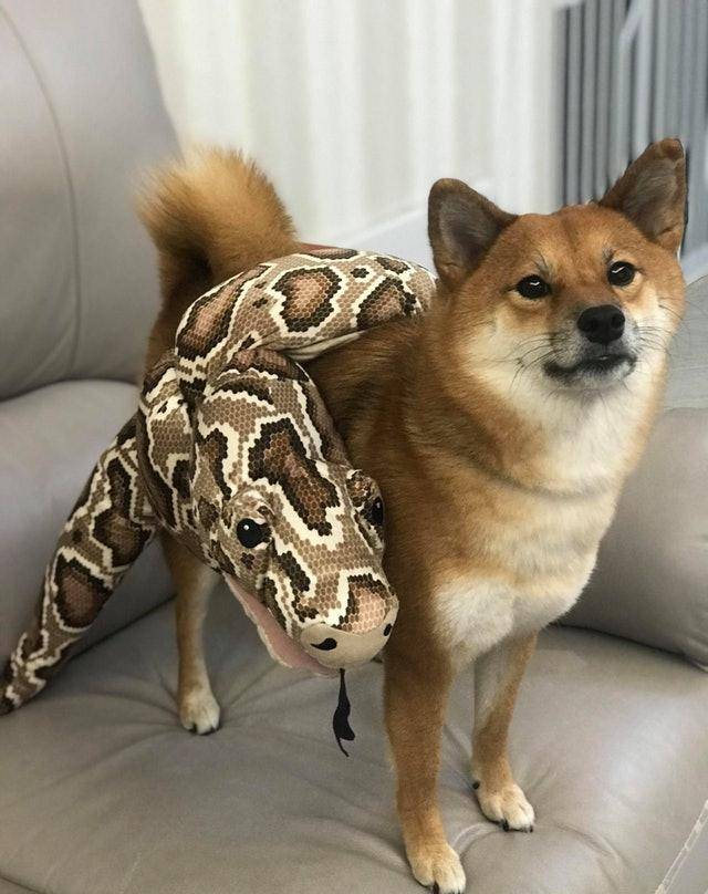 柴犬被「大蟒蛇」卷缠,主人只顾拍照发博,柴犬淡定应对