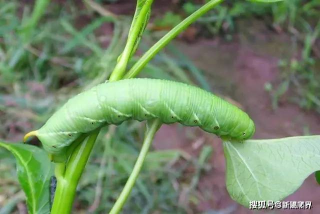 说你是个猪儿虫其实是在夸你