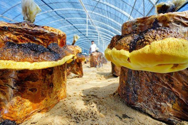 云南春信农业桑黄种植助力农民脱贫致富的新途径