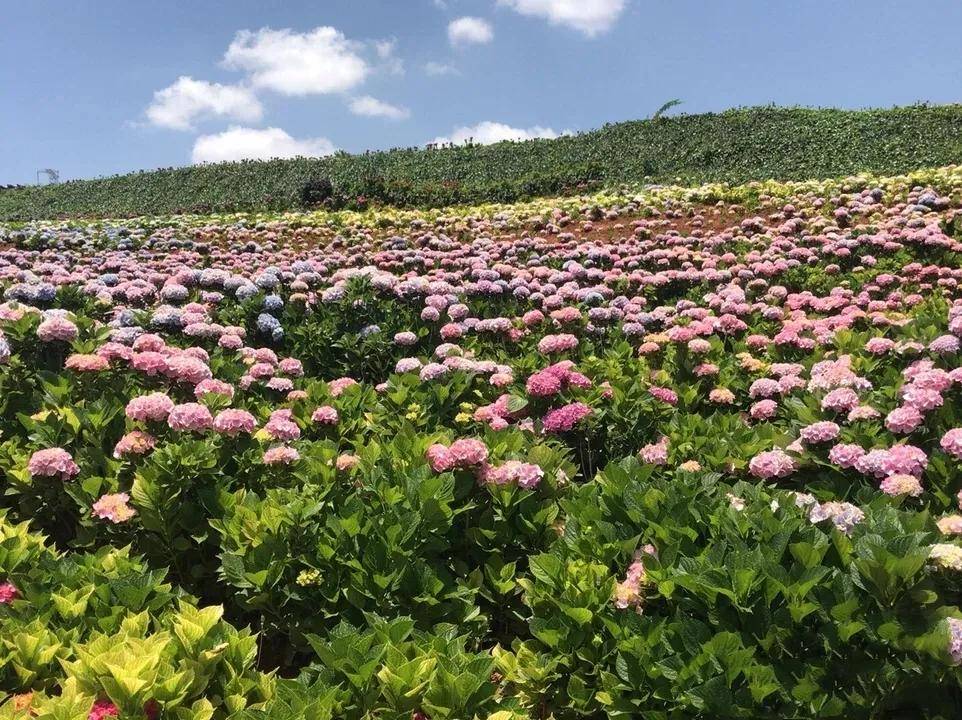 有一个连名字都能满足我们对美好的幻想的农庄,它叫"南国山花,庄园