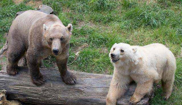 北极熊比棕熊大,可它为何要逃跑?母北极熊最怕公棕熊