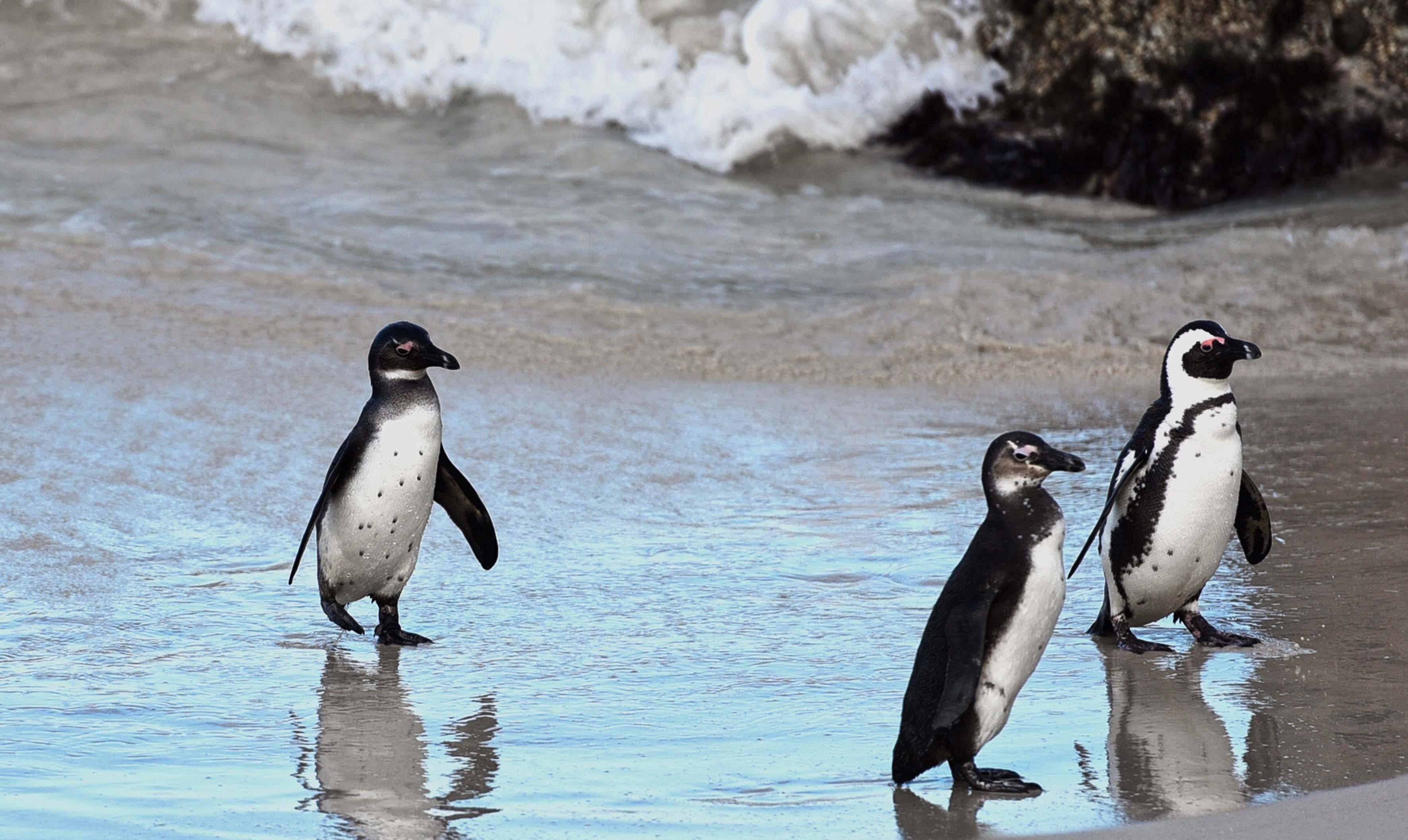 就算我们偶尔看到几只活的企鹅,那也是在动物园的冰库里头